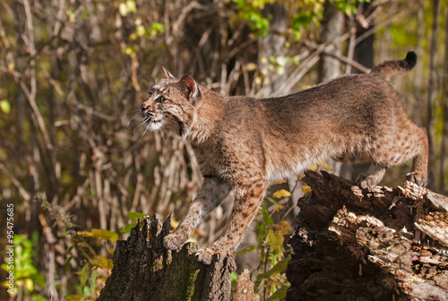 Bobcat (Lynx rufus) Stretches Between Stump and Tree © hkuchera