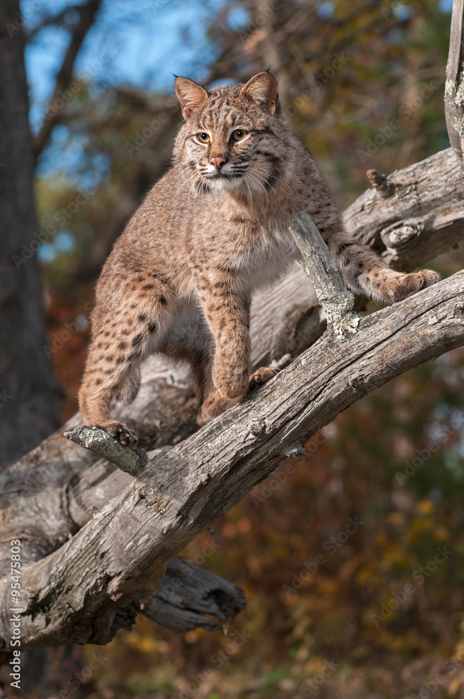 Bobcat (Lynx rufus) Stares Down from Branches Bobcat (Lynx rufus) Stares Down from Branches