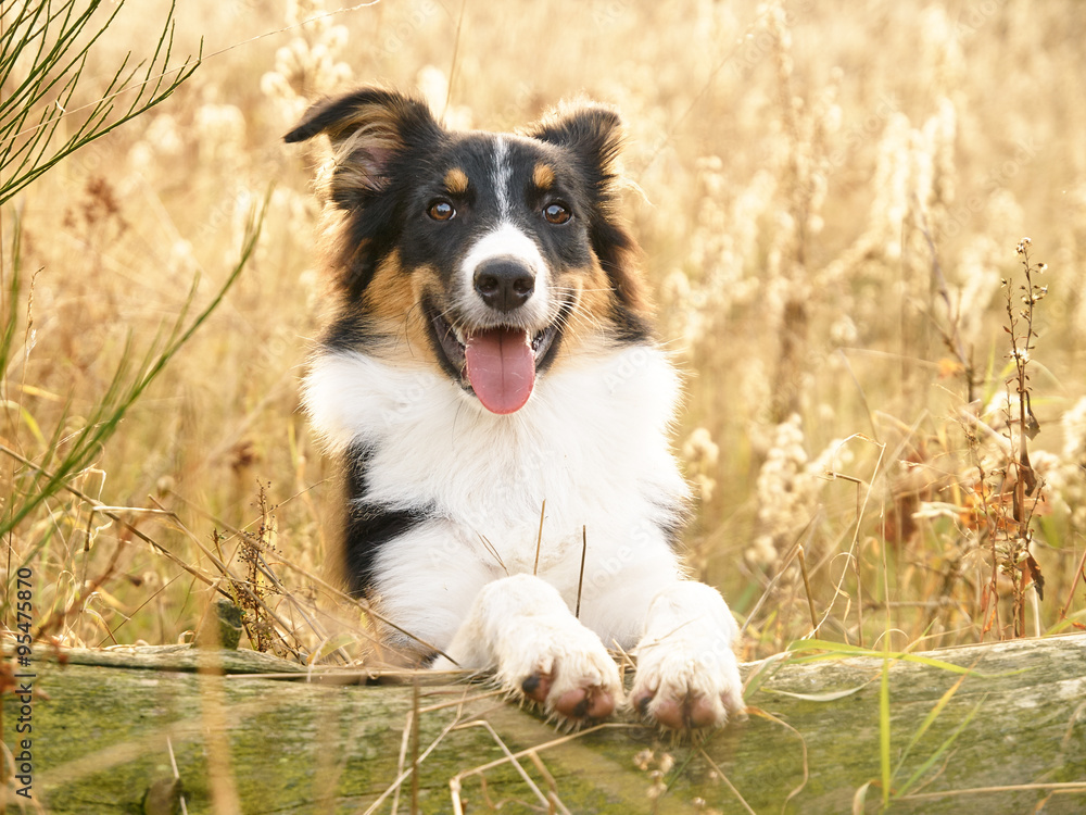Fototapeta premium Welpe Junghund auf Wiese