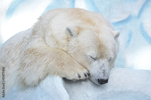 Белый медведь спит.