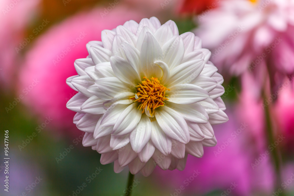 Fototapeta premium Flowers dahlia