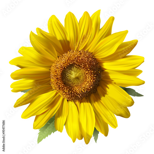 Sunflower - Heliantus. 
Hand drawn vector illustration of a Sunflower, realistic image in vibrant colors with highlights and shadows on white background.