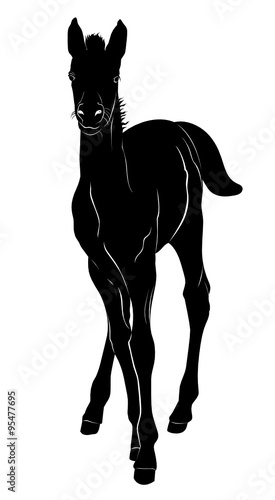 foal