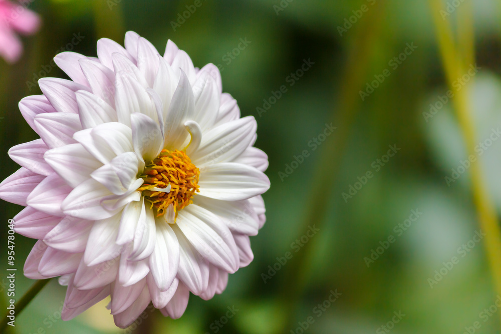 Obraz premium Flowers dahlia 