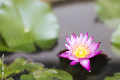 Water Lily and green leaves,beautiful purple flower blooming in