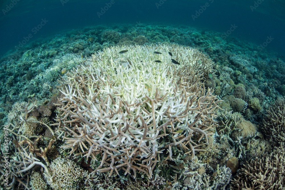 Fototapeta premium Coral Reef Bleaching