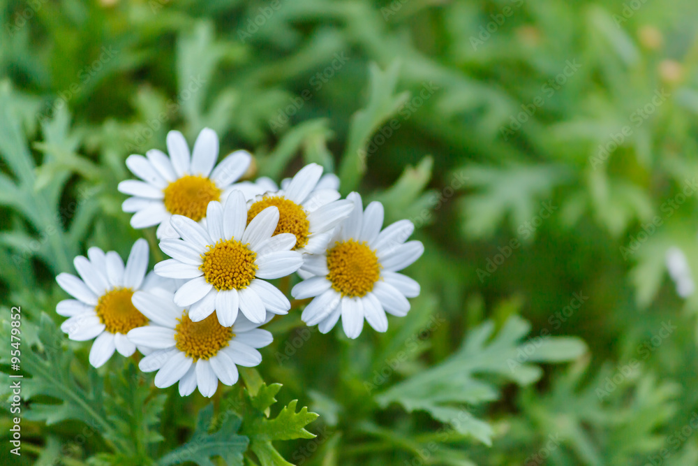 Obraz premium beautiful white daisies flowers