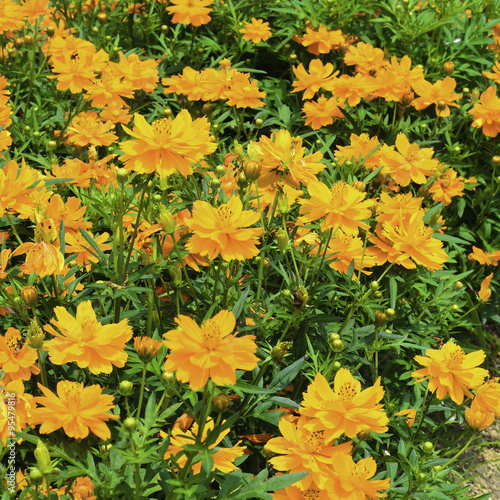 orange cosmos flower in garden