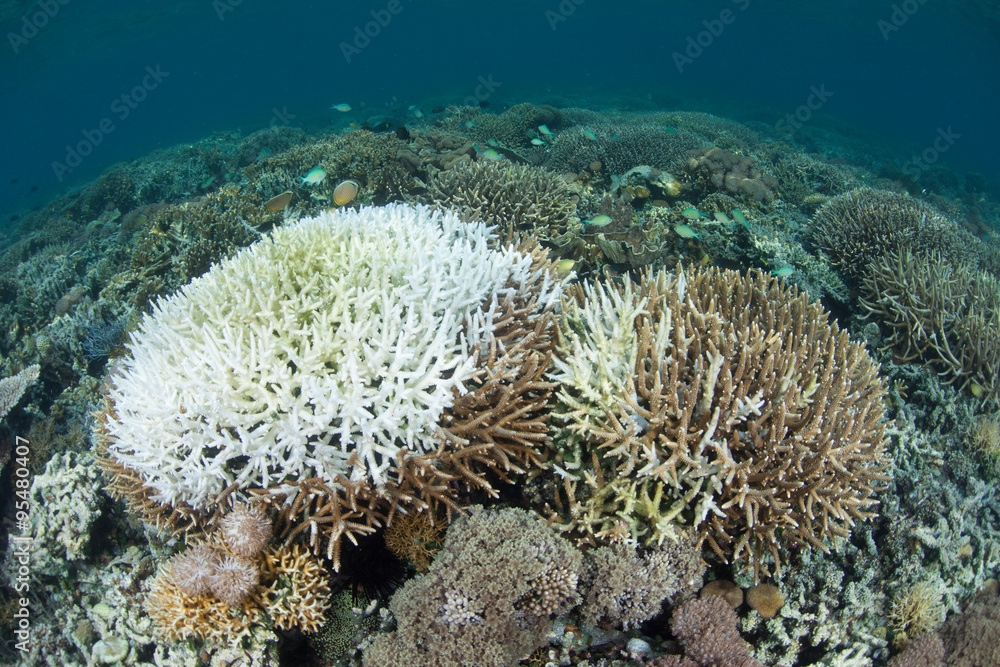 Fototapeta premium Corals Bleaching on Indonesian Reef