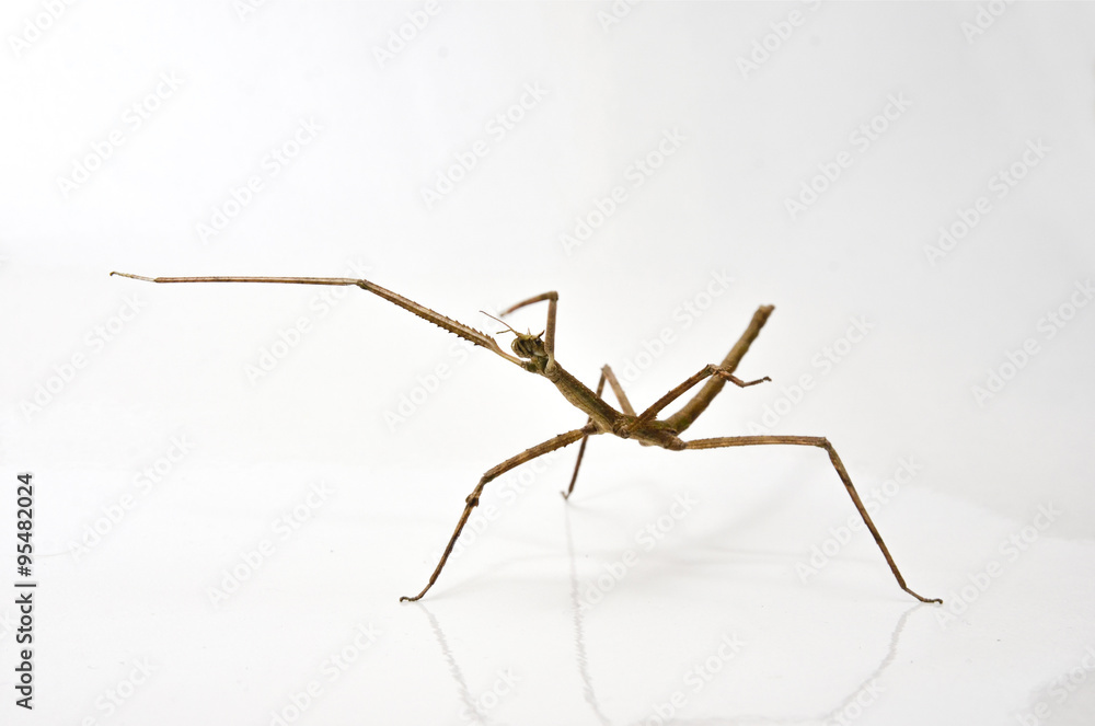 custom made wallpaper toronto digitalInsecto palo