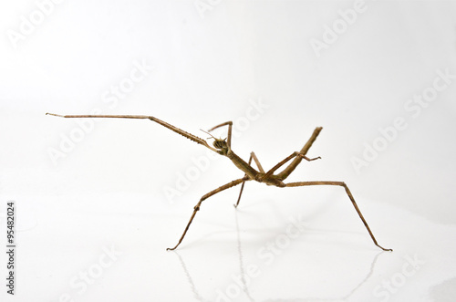 Wallpaper Mural Insecto palo Torontodigital.ca