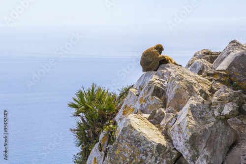A pair of monkeys resting on top of the Rock of Gibraltar