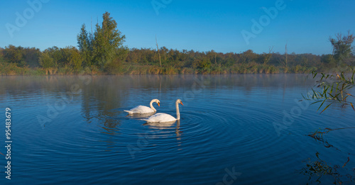 Swans swimming in a foggy sunny canal in autumn