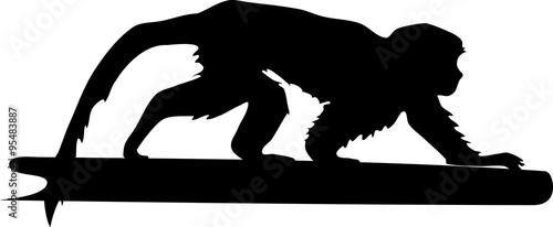 Photography silhouette of Squirrel monkey