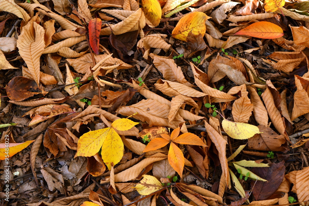 Fallen leaves of horse chestnut