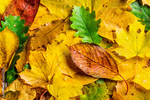 Autumn leaf composition.