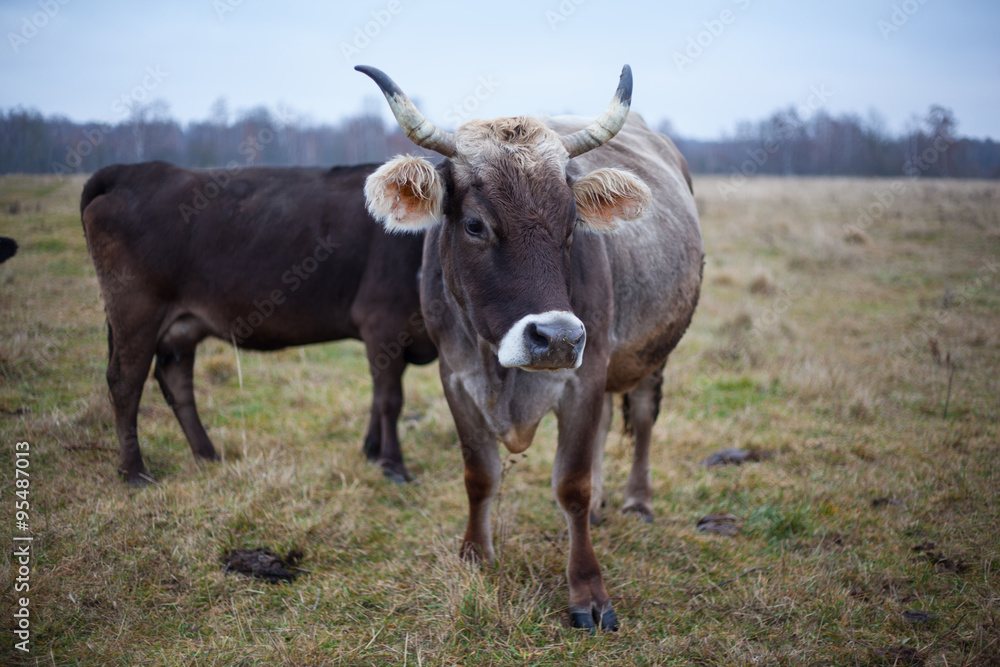 groomed cow on the lawn in the fall