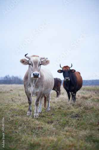 Fototapeta Naklejka Na Ścianę i Meble -  groomed cow on the lawn in the fall