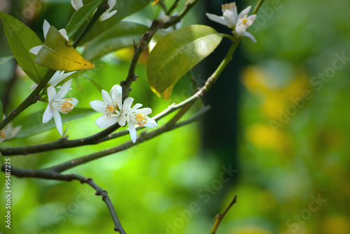 Pianta di limone fiorito 
