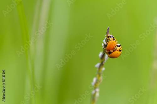 Ladybugs life