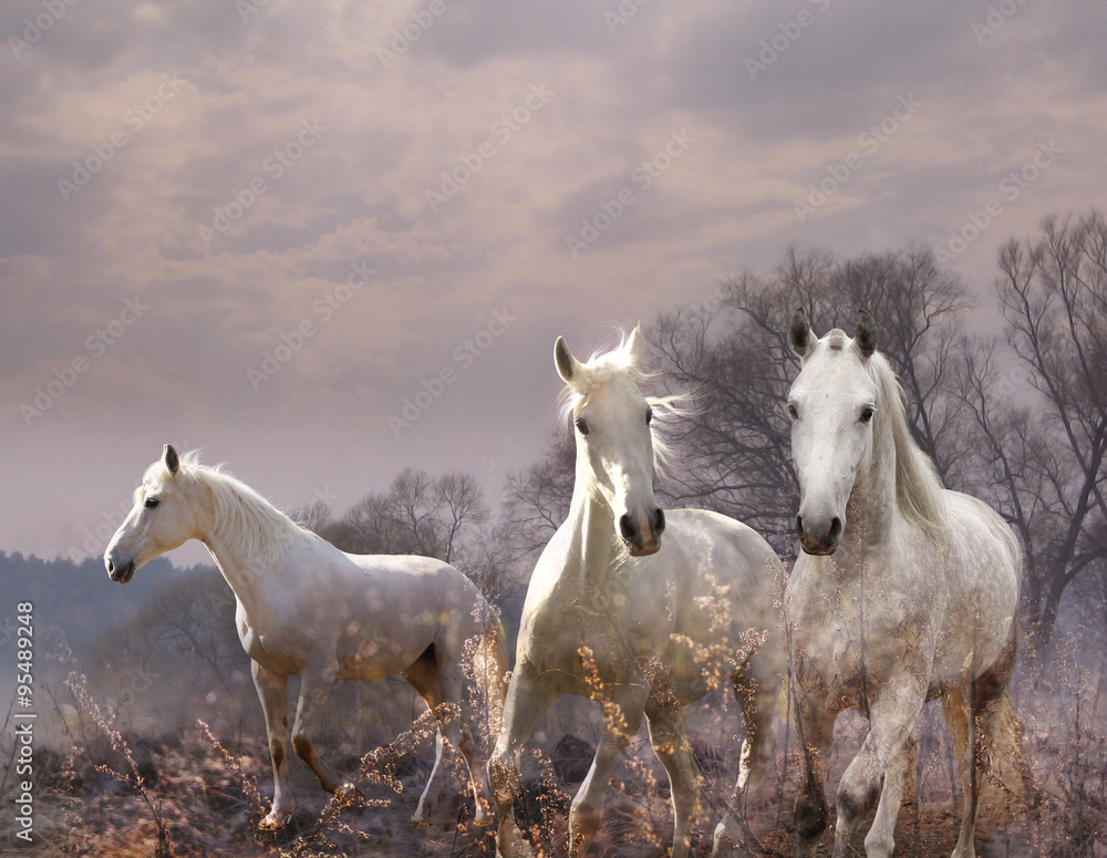 Obraz premium white horse in a purple haze