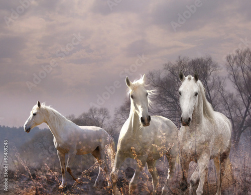 white horse in a purple haze