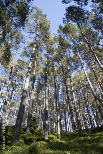 foresta di abete e conifere