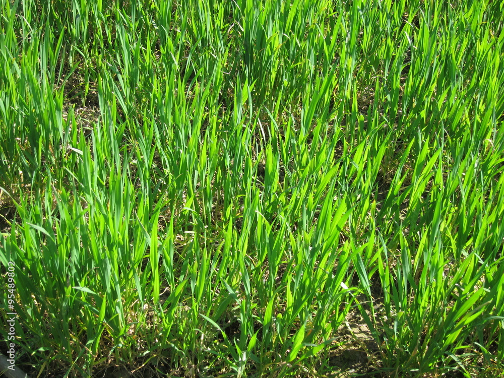 Fototapeta premium Wheat