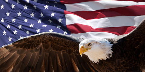 Wandcirkels Arend Patriottische zeearend voor Amerikaanse vlag  © Patrick Rolands