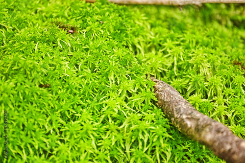 Moss In Close-up Shot in nature forest.
