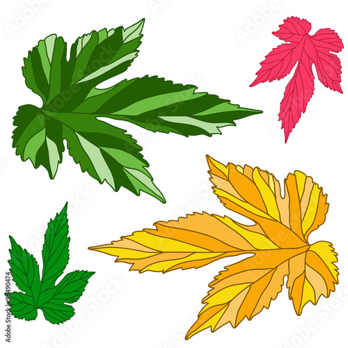 Grape leaves. Decorative autumn vine leaves painted in different