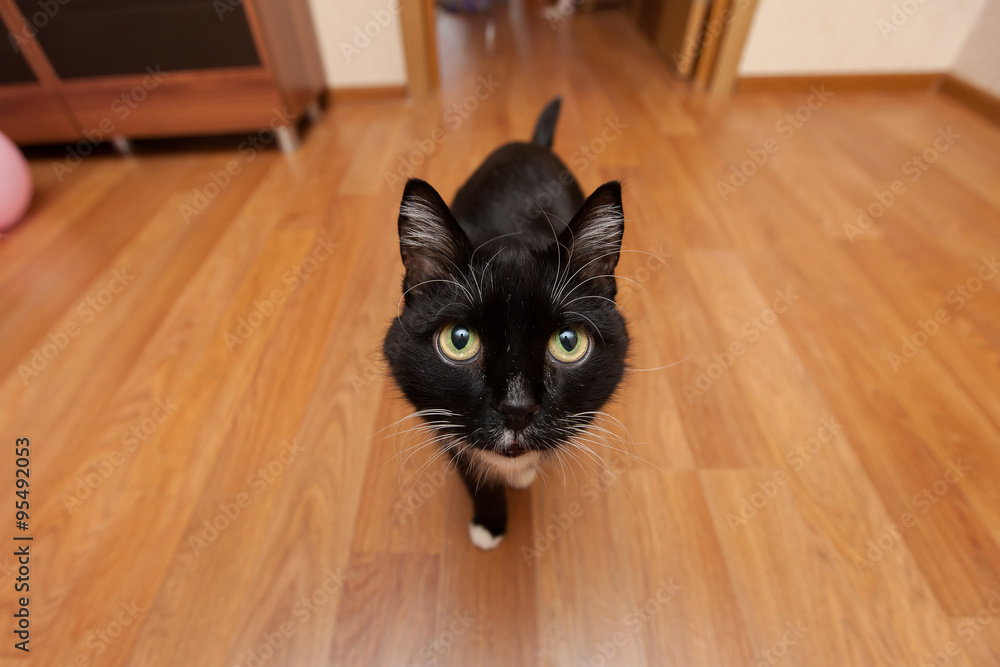Black cat on a wide angle