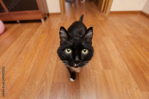 Billede på lærred Black cat on a wide angle