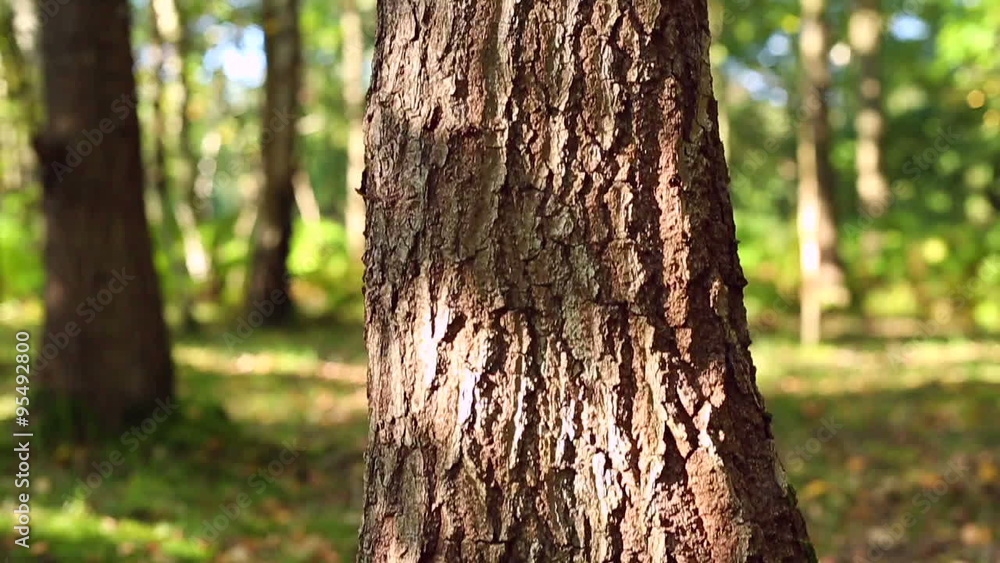 Slowly panning up a tree trunk in a forest in Summer starting from the ground Slowly panning up a tree trunk in a forest in Summer starting from the ground