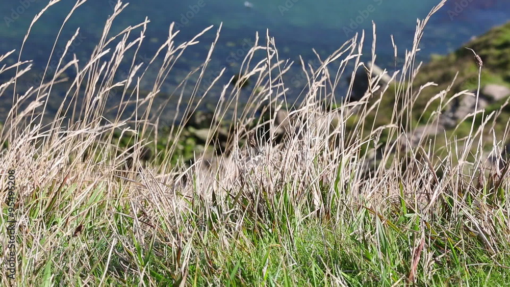 Wild grasses on a cliff edge blowing gently in the wind on a summers day Wild grasses on a cliff edge blowing gently in the wind on a summers day
