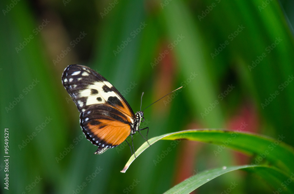 Fototapeta premium Butterfly