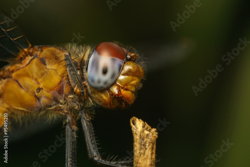 Macro portrait of a Dragonfly -  stock photo     © akilrollerowan