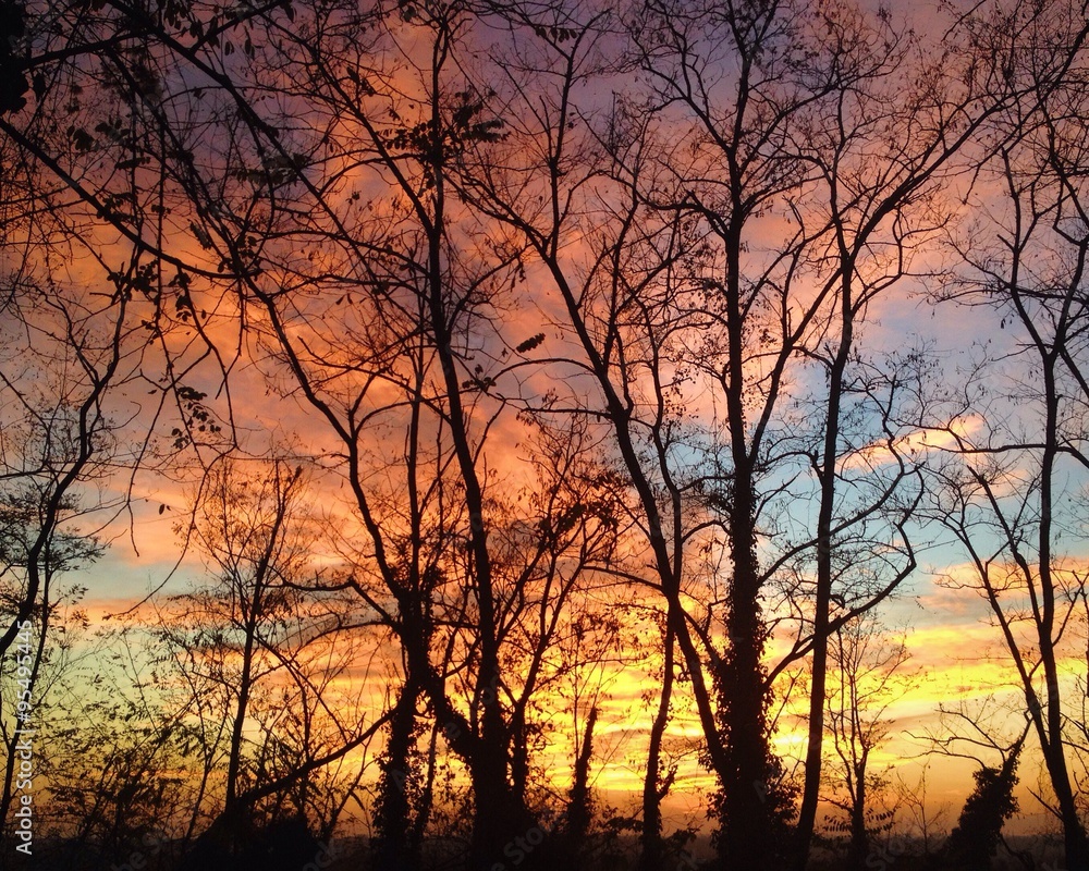 amazing sunset behind the trees amazing sunset behind the trees