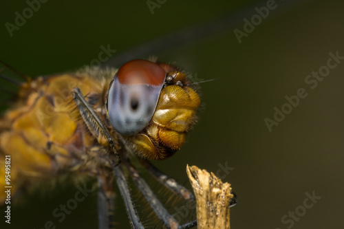 Macro portrait of a Dragonfly -  stock photo     © akilrollerowan