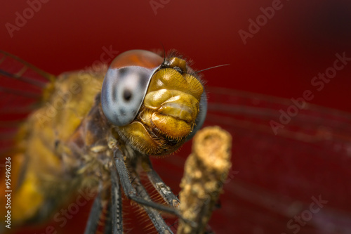 Macro portrait of a Dragonfly -  stock photo

