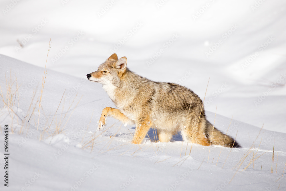 Coyote (Canis latrans) Coyote (Canis latrans)