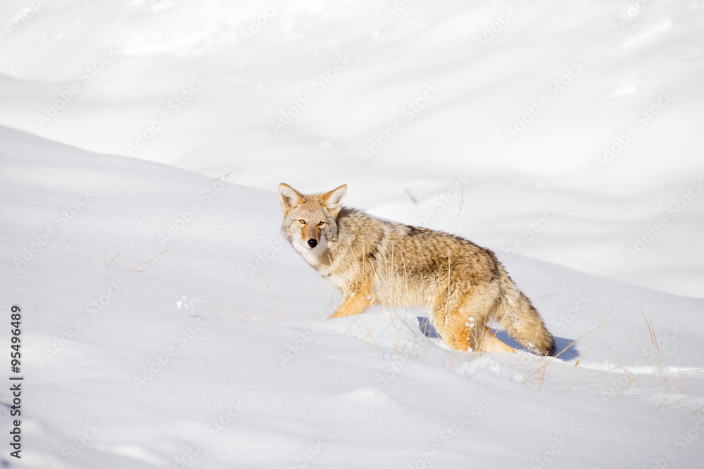 Fototapeta premium Coyote (Canis latrans)