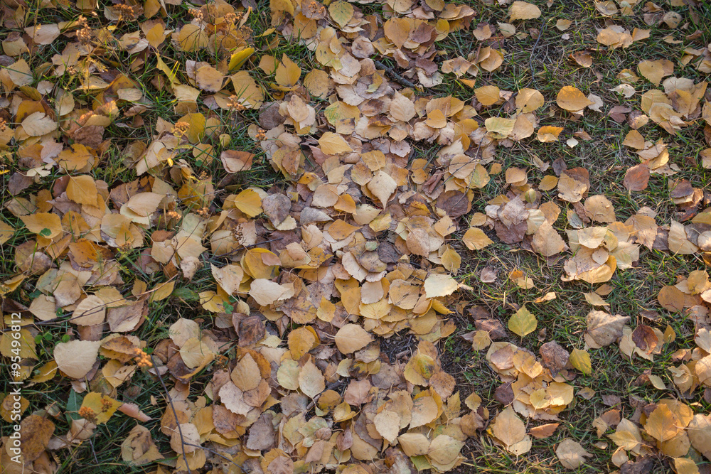Fall birch leaves on path texture background Fall birch leaves on path texture background