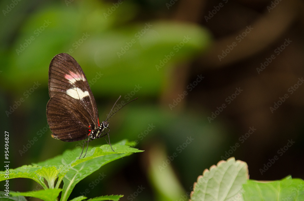 Fototapeta premium Butterfly