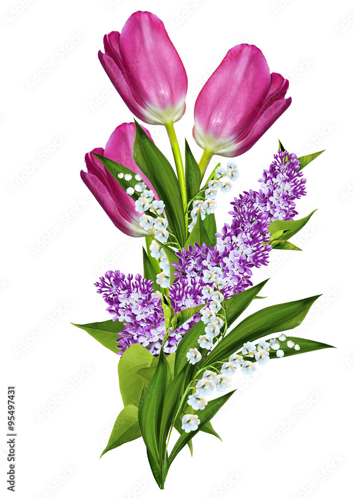 tulips flowers isolated on white background