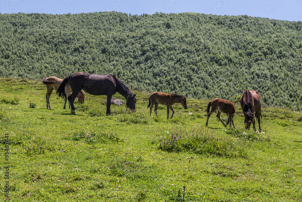 Fototapeta premium villages community called Ushguli in Upper Svanetia region, Georgia