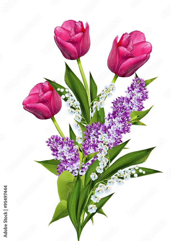 tulips flowers isolated on white background tulips flowers isolated on white background