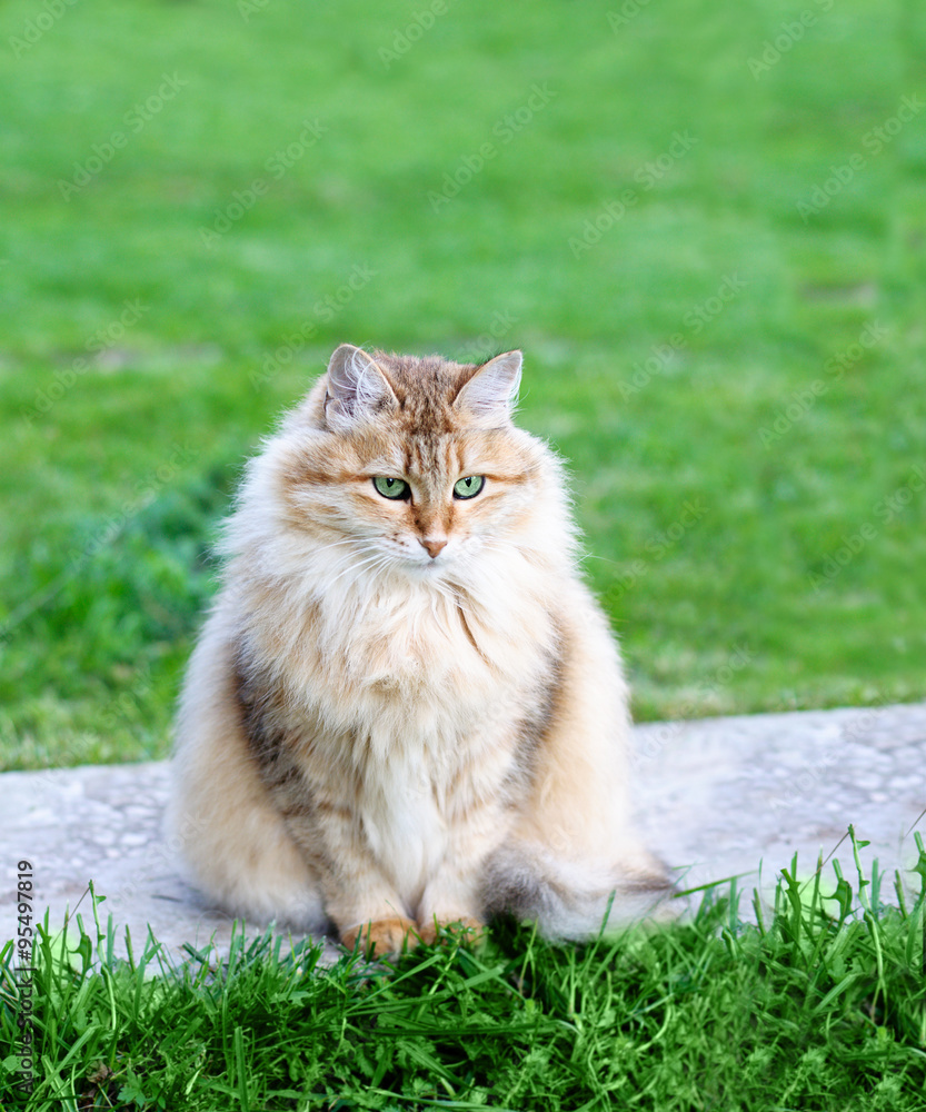 fluffy cat sits  in summer park