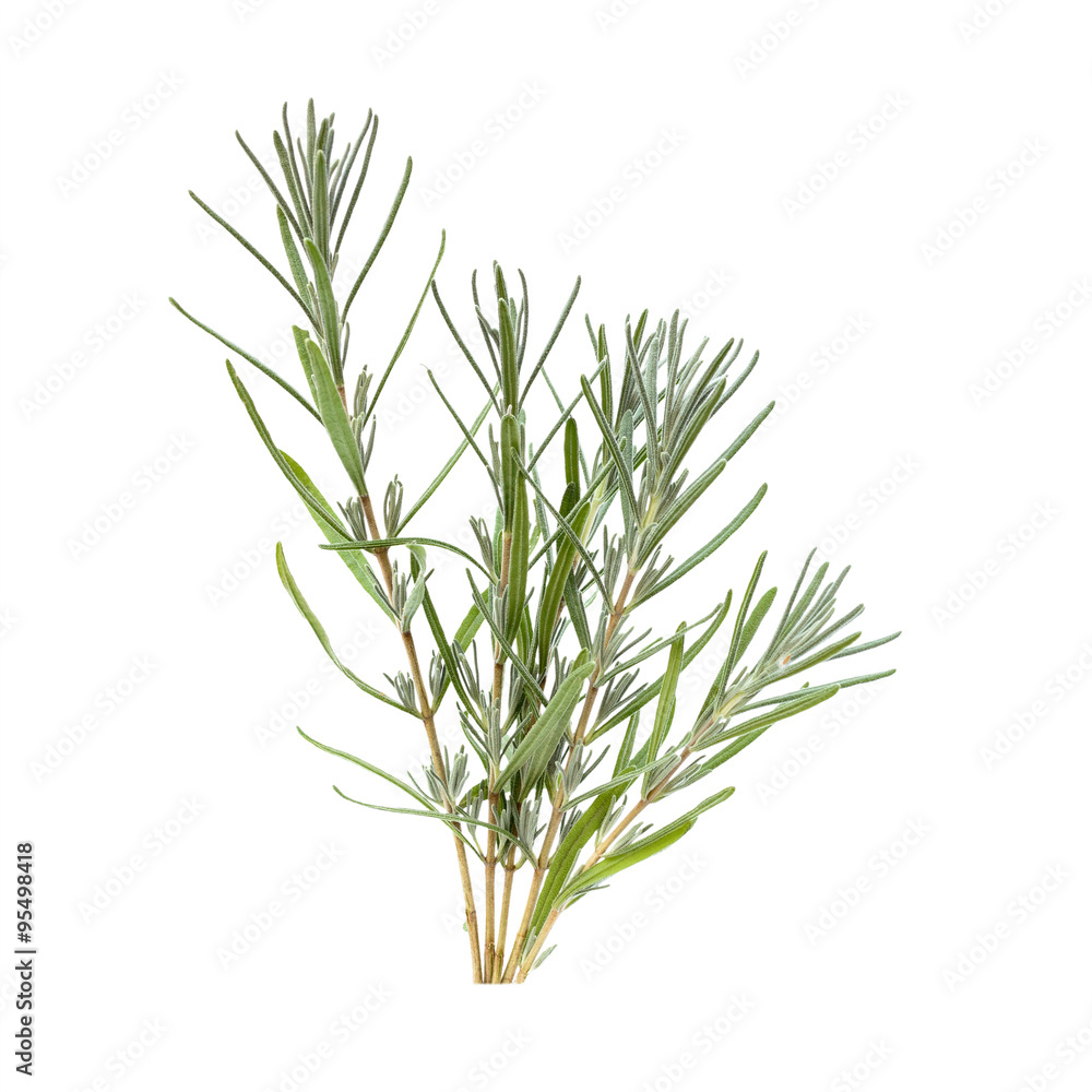 Fototapeta premium Gałązki lawendy