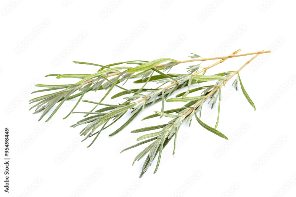 Three lavender branches Three lavender branches